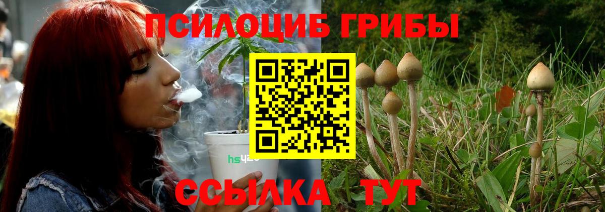 Галлюциногенные грибы Psilocybe Кашира