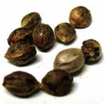 Семена марихуаны АК-47  (Seeds AK-47) в Кашире
